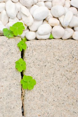 White pebble and leaf clipart