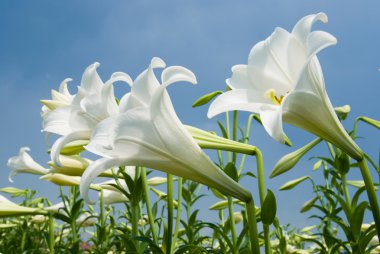 White lily clipart