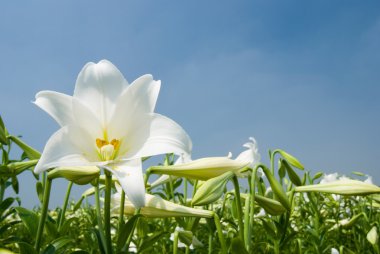 White lily clipart