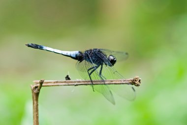 Dragonfly rest on branch clipart