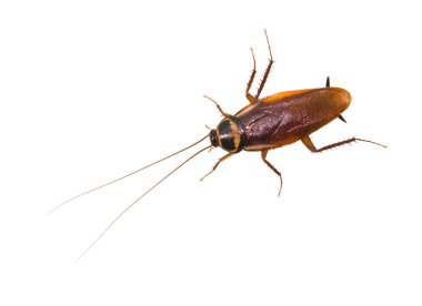 Isolated cockroach on white background clipart