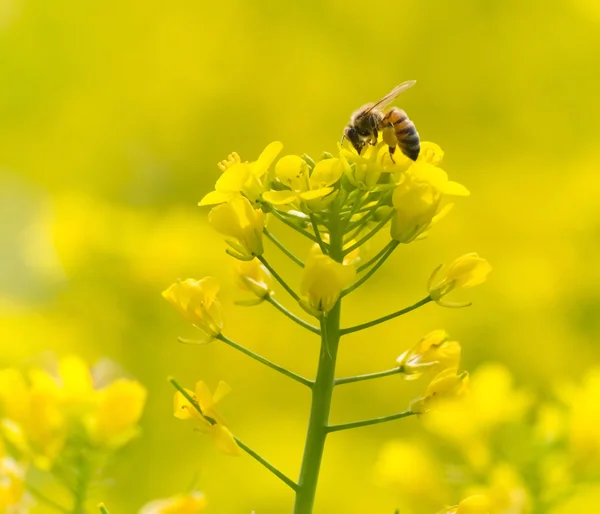 Karmienia pszczół na żółty kwiat — Zdjęcie stockowe