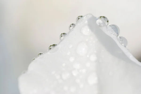 Vattendroppar på kronblad — Stockfoto