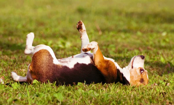 Gün dreams çimenlerin üzerinde bir köpek — Stok fotoğraf
