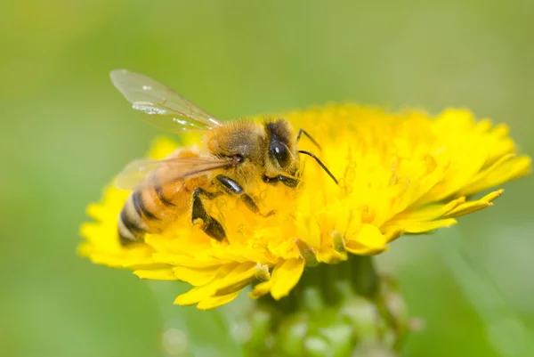Blüte aus Biene und Löwenzahn — Stockfoto