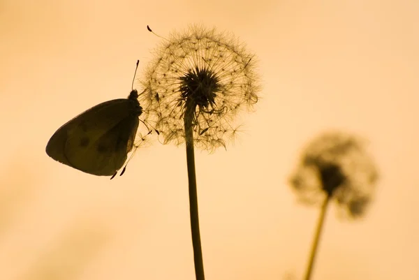 Păpădie și fluture — Fotografie, imagine de stoc