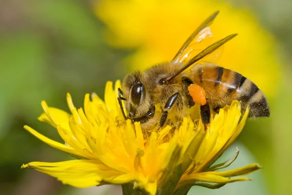 Pszczoła i mniszek kwiat — Zdjęcie stockowe
