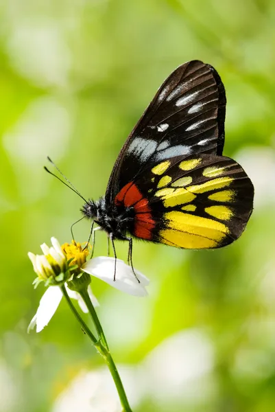 Corlorful motýl — Stock fotografie