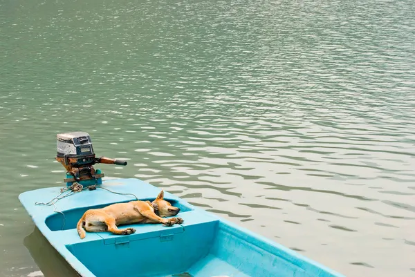 Rahatlatıcı tatil tekne köpek — Stok fotoğraf