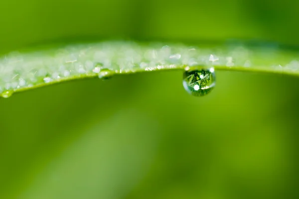 Gotas na folha verde fresca — Fotografia de Stock