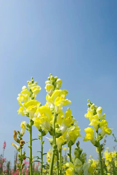 Sarı snapdragon çiçekler mavi gökyüzü altında — Stok fotoğraf