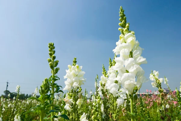 Flores brancas Snapdragon sob o céu azul — Fotografia de Stock