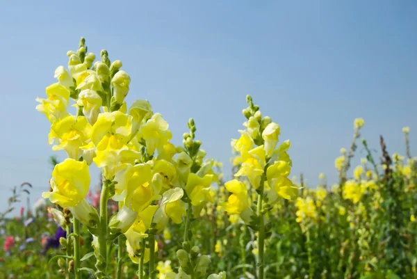 Sarı snapdragon çiçekler mavi gökyüzü altında