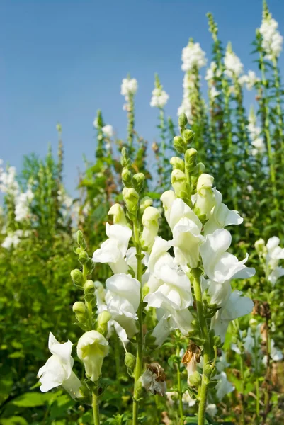 Beyaz snapdragon çiçekler mavi gökyüzü altında — Stok fotoğraf
