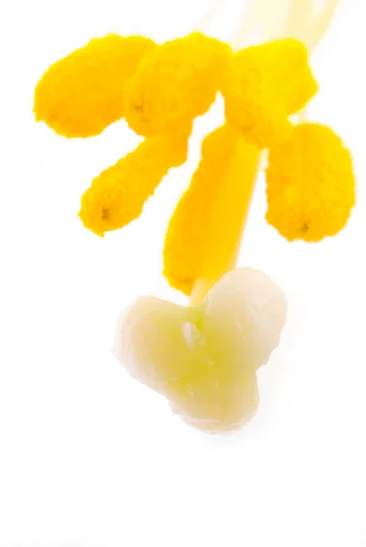 Interior de flor de lirio blanco —  Fotos de Stock