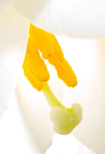 Interior de flor de lirio blanco —  Fotos de Stock