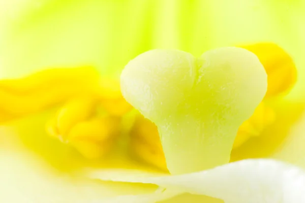 Interieur van witte lily bloem, stamper — Stockfoto