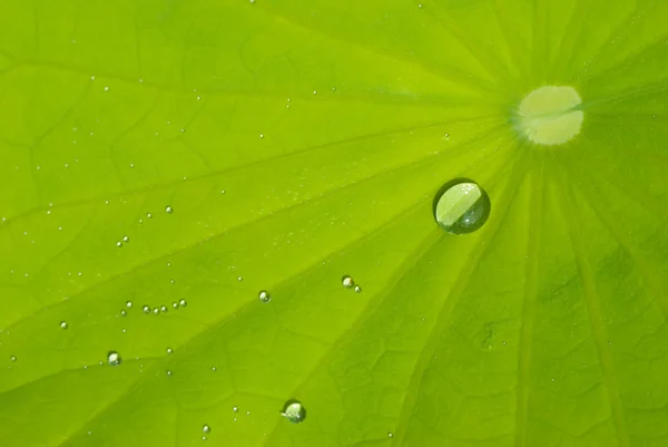 Leaf of waterlily with dew — Stock Photo, Image