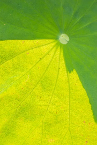 Contrast color on the leaf of waterlily — Stock Photo, Image