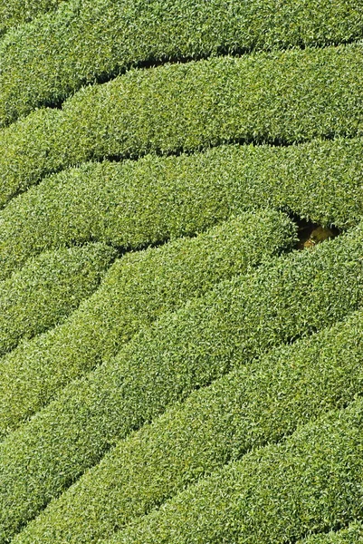 Wiersze z drzewa herbacianego — Zdjęcie stockowe
