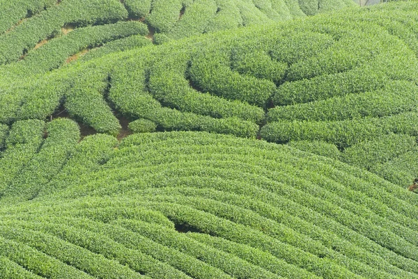 Kompleks drzew ukształtowania terenu i herbata — Zdjęcie stockowe