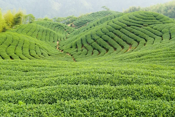 Ферму чай — стокове фото