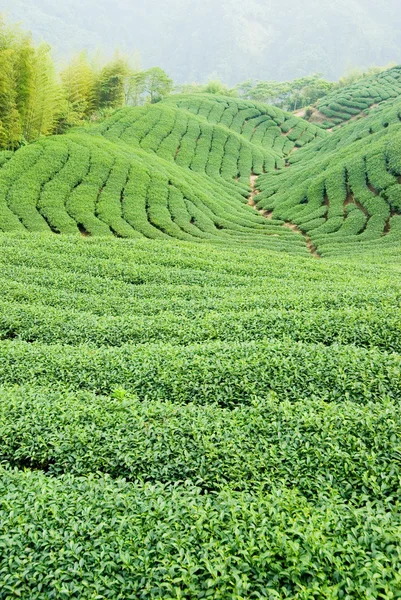 Tea trees on hill — Stock Photo, Image
