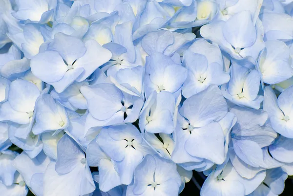 Kleurrijke verse bloem achtergrond — Stockfoto