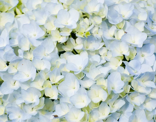 Colorato fresco sfondo fiore — Foto Stock