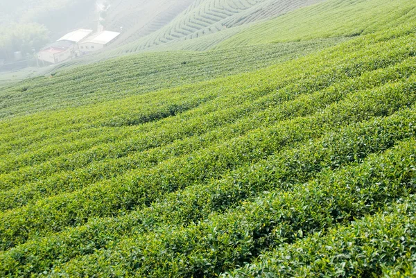 Ферму чай — стокове фото