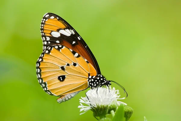 Milkweed butterfly — Stock fotografie