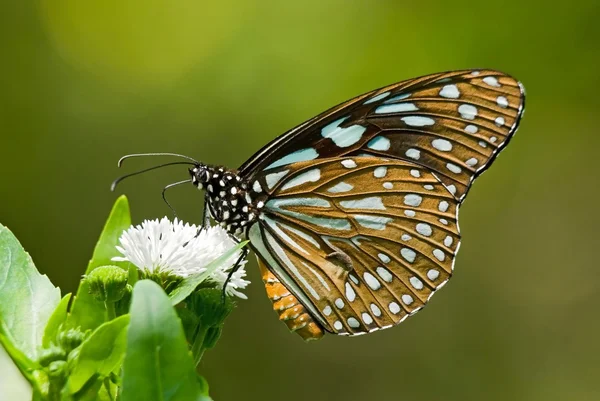 Mariposa de la maleza lechera —  Fotos de Stock