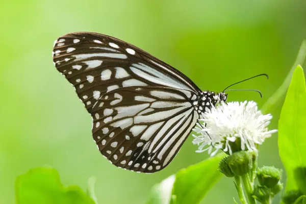 Milkweed butterfly — Stock fotografie