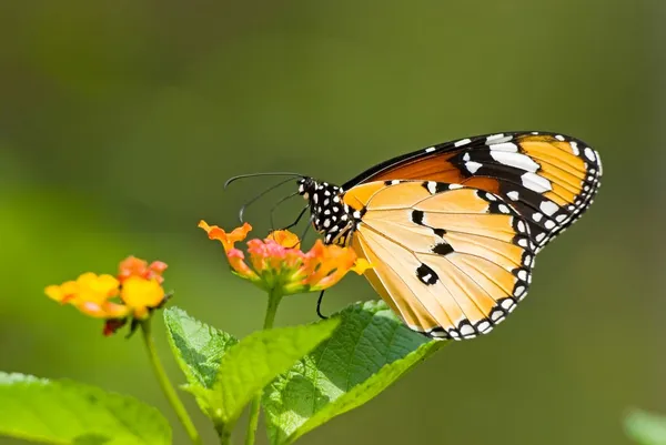 Milkweed vlinder — Stockfoto