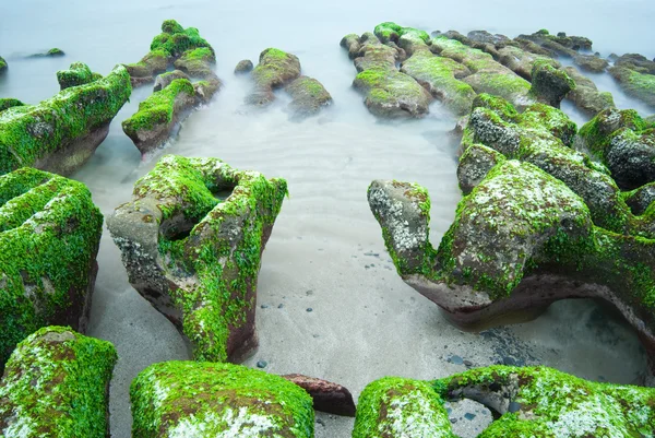 Rotsachtige Zeekust vol groene zeewier — Stockfoto