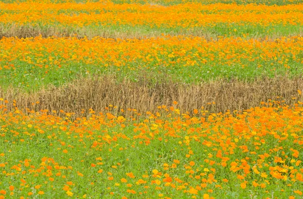 Orange daisy in field — Stock Photo, Image