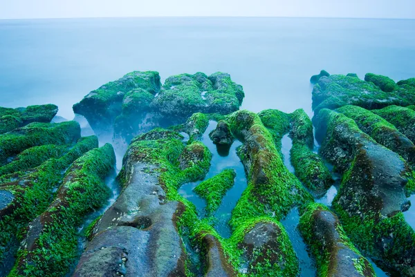 Felsige Meeresküste voller grüner Algen — Stockfoto