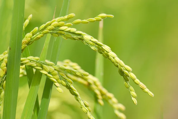 Colheita de arroz paddy — Fotografia de Stock