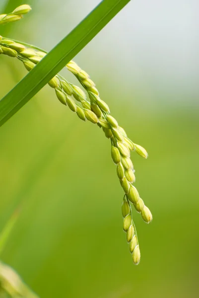 Cosecha de arroz con arroz — Foto de Stock