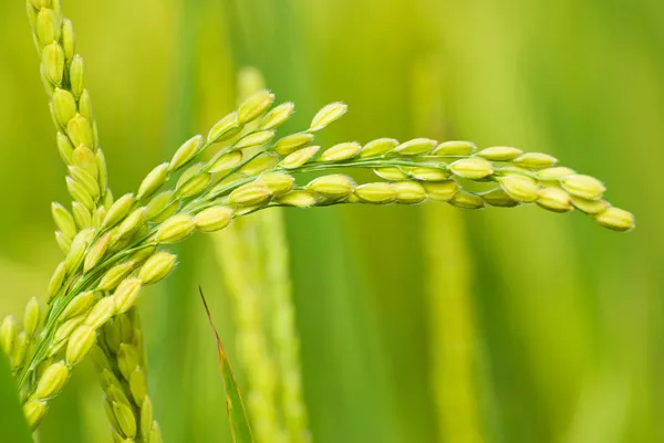 Colheita de arroz paddy — Fotografia de Stock