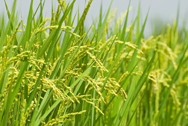 Padie rijst oogst — Stockfoto
