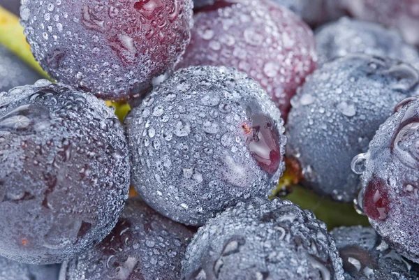 Trauben mit Wassertropfen, Früchte. — Stockfoto