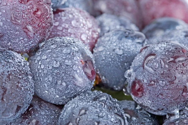 Trauben mit Tropfen, frisches Obst. — Stockfoto