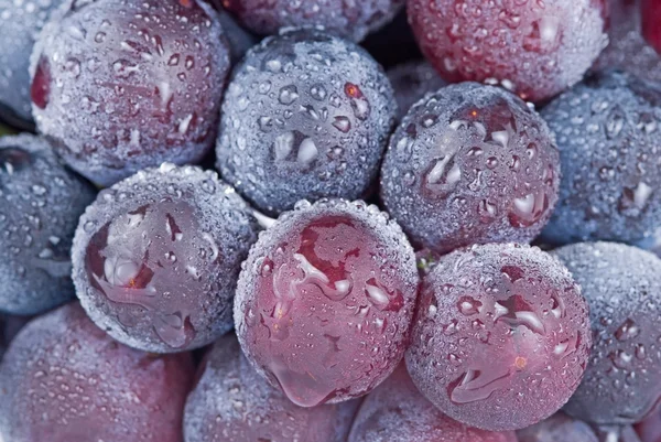 Grapes with drops, fruit. — Stock Photo, Image