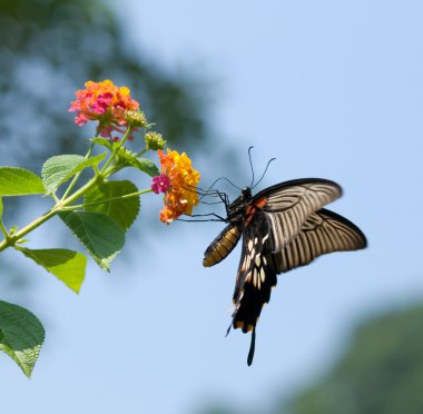 Swallowtail butterfly flying clipart