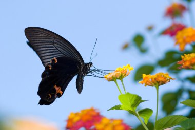 güzel swallowtail kelebek uçan