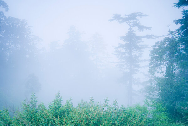 Pine tree in the forest with fog, natural woodland.