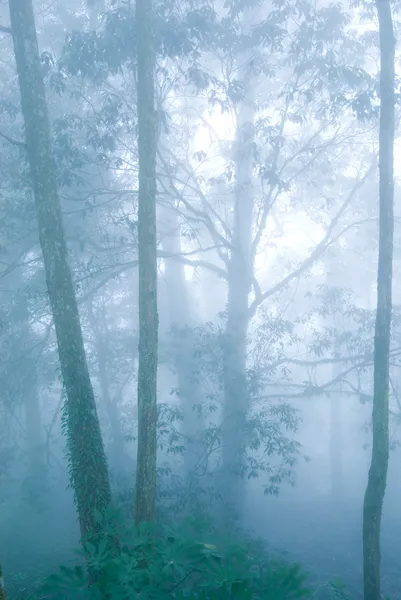 Floresta de pinheiro com nevoeiro . — Fotografia de Stock