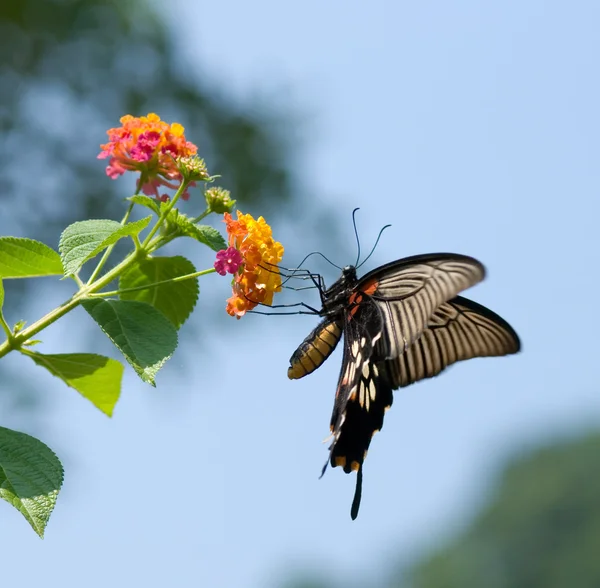 Swallowtail butterfly flying — Stock Photo, Image