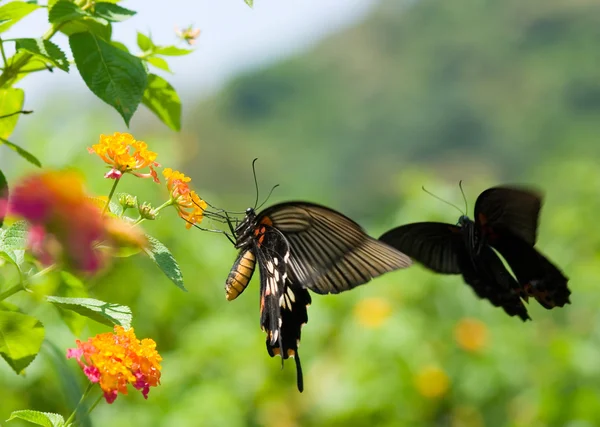 Farfalla coda di rondine che vola e balla — Foto Stock